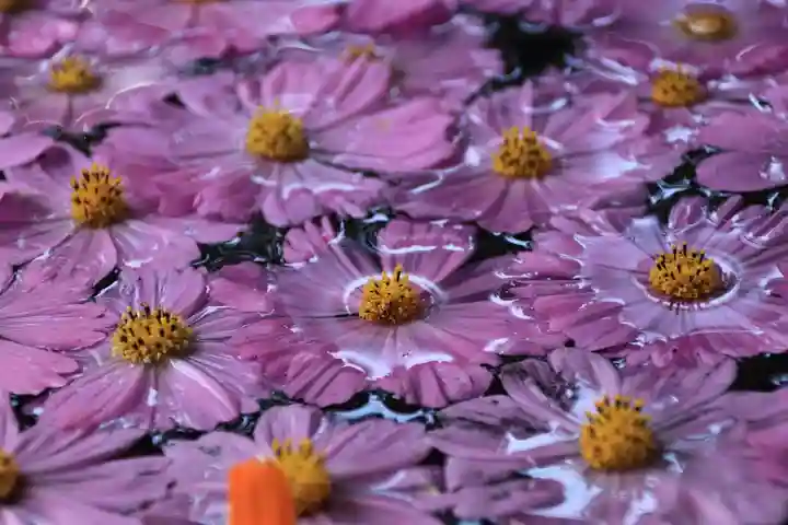 田村神社の手水舎