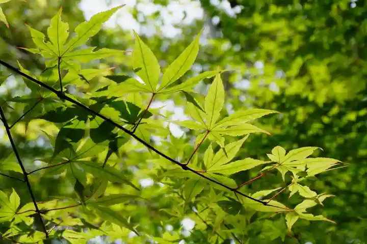 善法律寺(京都府)