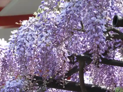 國領神社の自然