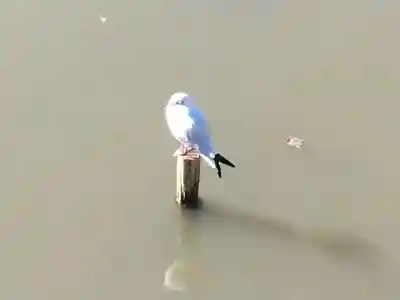 鶴岡八幡宮(神奈川県)