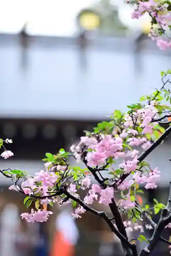 伊勢山皇大神宮の自然