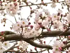 鶴岡八幡宮の自然