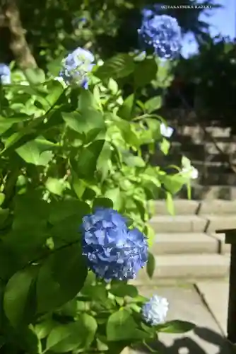 明月院(神奈川県)