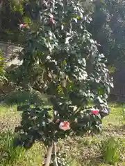 阿智神社の自然