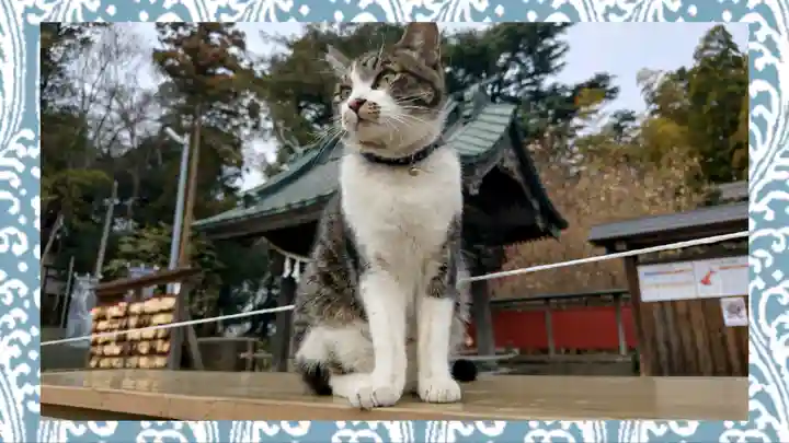前玉神社(埼玉県)