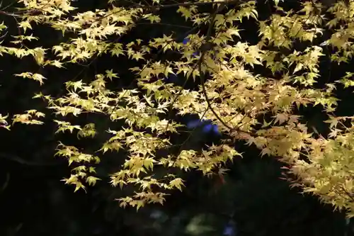 鹿島大神宮の自然