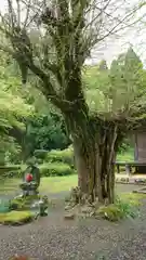 羽賀寺の自然