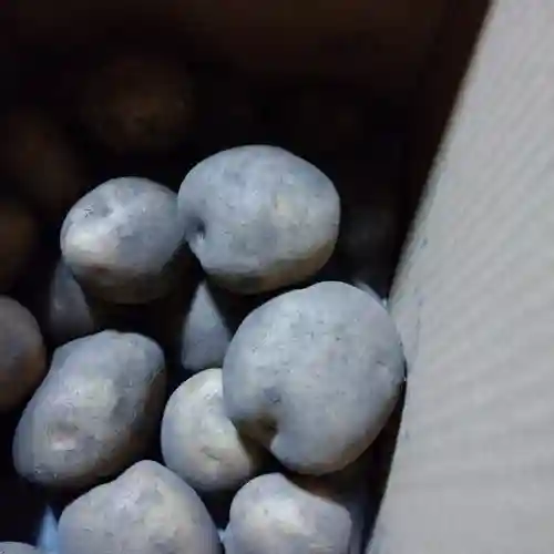 日蓮宗 総本山 塔頭 定林坊(じょうりんぼう)(山梨県)