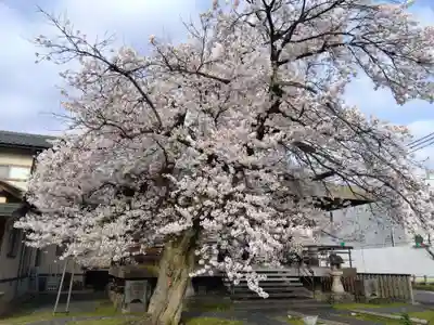 妙経寺(福井県)
