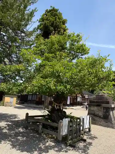射水神社の自然