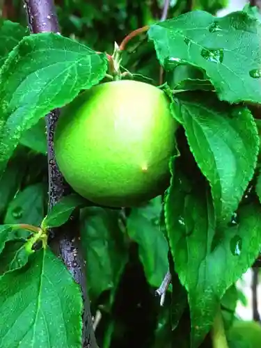 瑞円寺(東京都)