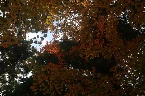 鹿島大神宮の自然