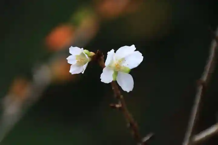 神炊館神社 ⁂奥州須賀川総鎮守⁂の自然