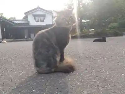 御誕生寺（猫寺）(福井県)