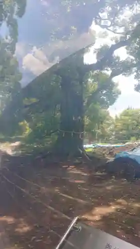 上野東照宮の自然