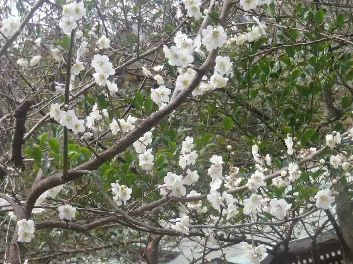 御霊神社の自然