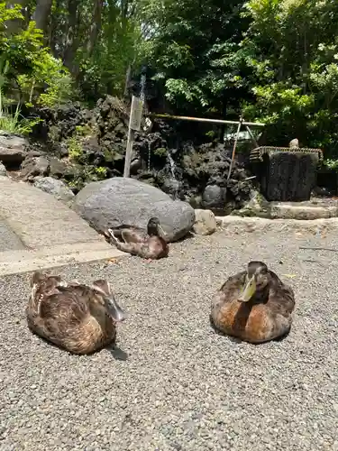 平塚八幡宮(神奈川県)