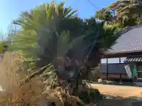 妙蓮寺(千葉県)