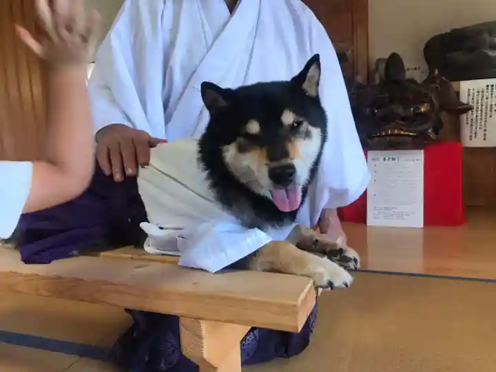 日本唯一香辛料の神 波自加彌神社の動物