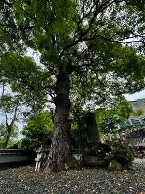 見河山 妙雲寺(京都府)