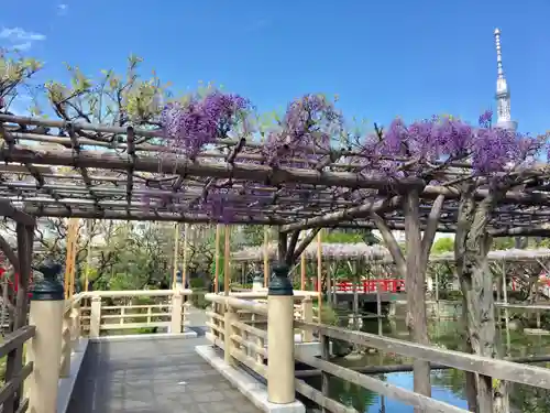 亀戸天神社の庭園