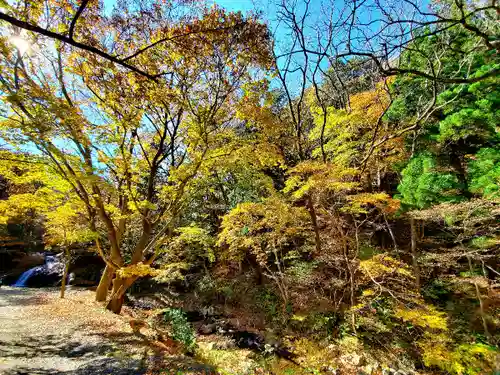 大峯不動尊の自然