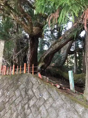 桜實神社の自然
