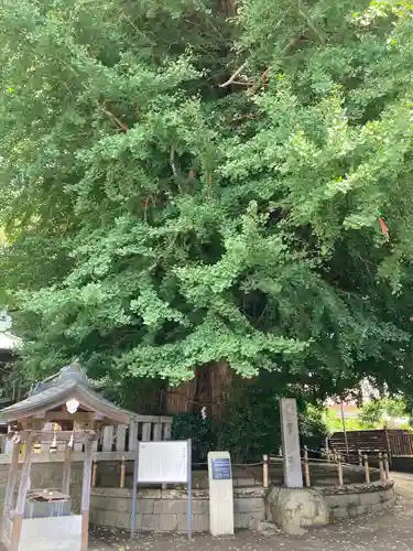 鶴嶺八幡宮(神奈川県)