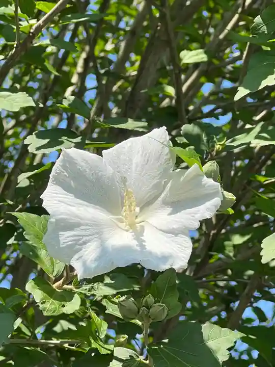 高麗神社の自然