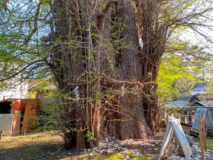 鶴嶺八幡宮の自然