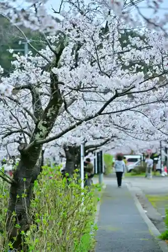 彌彦神社(新潟県)