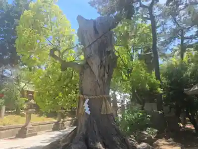 住吉大社(大阪府)