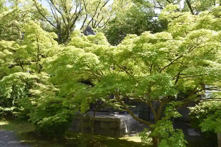 廬山寺(廬山天台講寺)の自然
