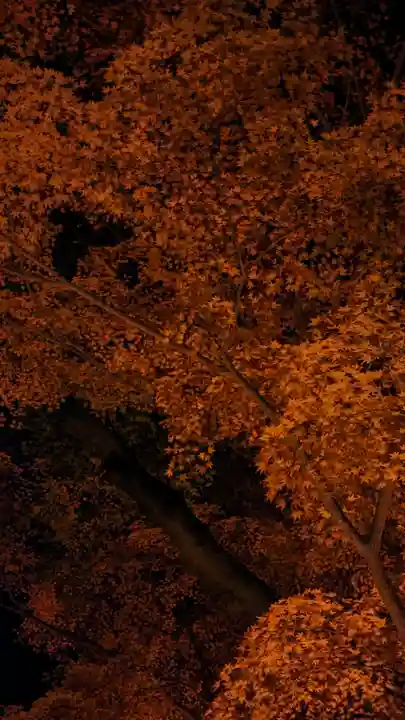 賀茂御祖神社(下鴨神社)(京都府)