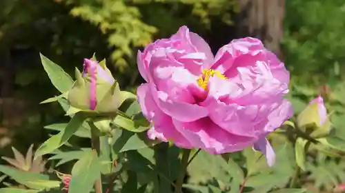 観音寺(千葉県)
