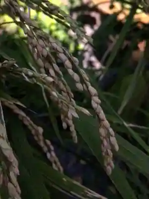 阿佐ヶ谷神明宮(東京都)