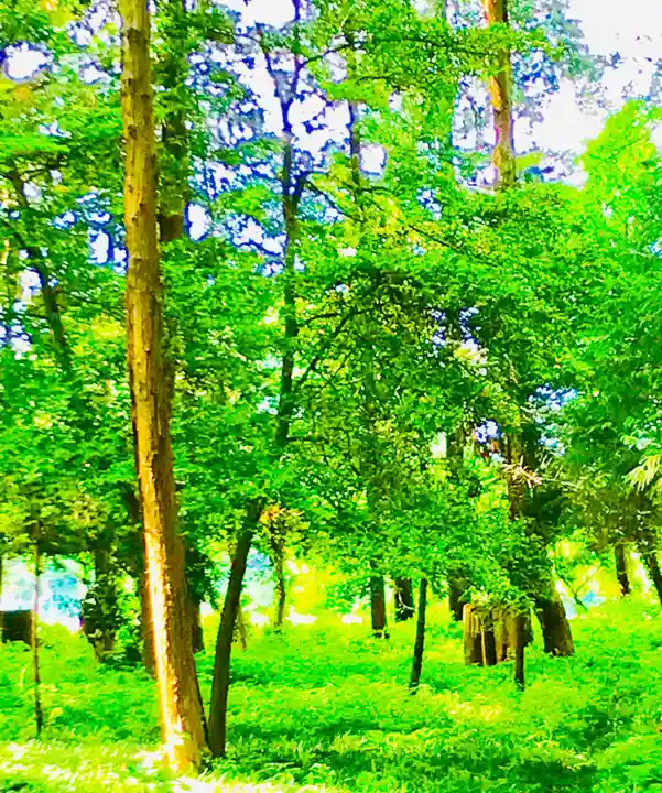 野木神社の自然