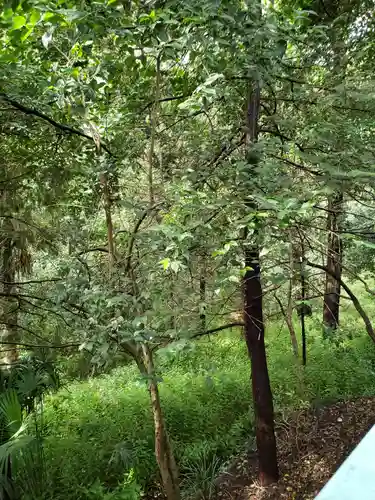 前玉神社の自然