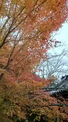 龍安寺の{uncategorized: "未分類", other: "その他", undefined: "問題あり", building: "その他建物", grave: "お墓", sacred_gate: "鳥居", guardian: "狛犬", statue: "像", buddha: "仏像", history: "歴史", nature: "自然", garden: "庭園", animal: "動物", pagoda: "塔", temizu: "手水舎", mountain_gate: "山門・神門", sanctuary: "本殿・本堂", subordinate: "末社・摂社", art: "芸術", scenery: "景色", jizo: "地蔵", ema: "絵馬", goshuin: "御朱印", omikuji: "おみくじ", items: "授与品その他", amulet: "お守り", goshuincho: "御朱印帳", eats: "食事", festival: "お祭り", votive_dance: "神楽", shichigosan: "七五三参", wedding: "結婚式", experience: "体験その他", initially: "初詣", around: "周辺", anti_infection: "感染症対策"}