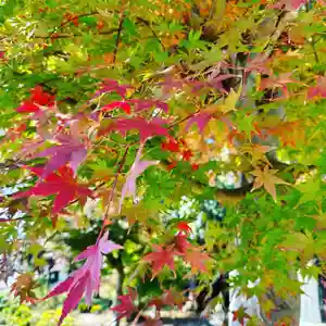 豊景神社(福島県)(2022年11月03日(木) 10時49分43秒投稿)