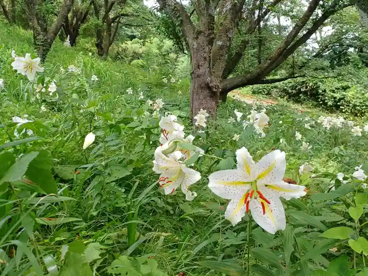 白狐山光星寺(山形県)