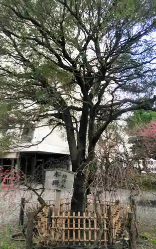 牛天神北野神社の自然