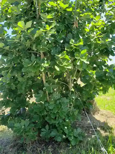 家栄神社の自然