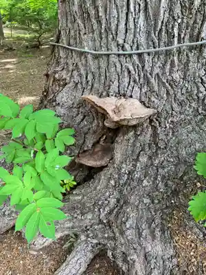 小樽稲荷神社(北海道)