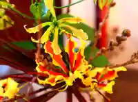 三津厳島神社の自然