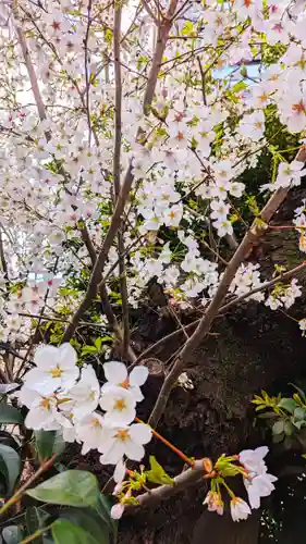 白金氷川神社の自然