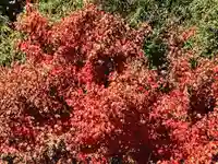 立鉾鹿島神社の自然