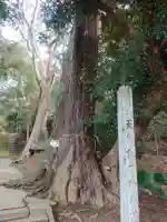 日吉神社の自然