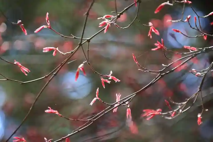 滑川神社 - 仕事と子どもの守り神の自然