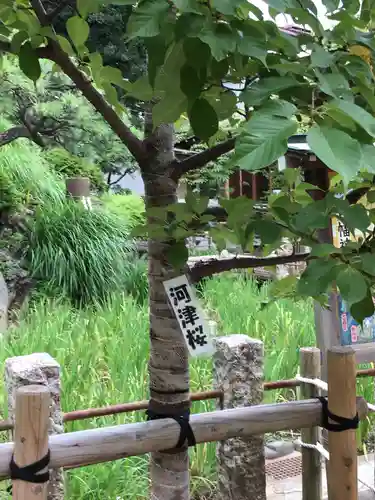 鳩森八幡神社の自然